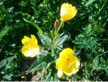 2012-07-08 17.21.13.jpg