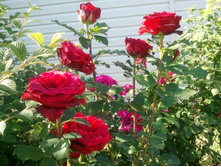 2012-07-08 17.18.11.jpg