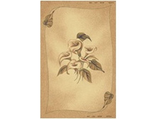 545-41032 �����