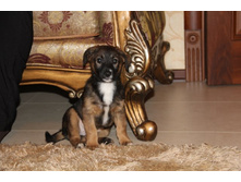 ����� 4.jpg