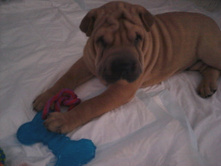 ��� ���� 1 ����