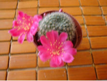 ������� 22.(Kariusiana)