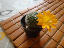 ������� 119.(kariusiana)