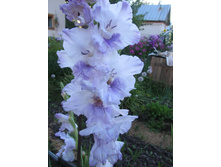 ������� �������