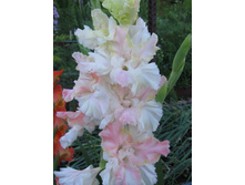 ���� � ��������