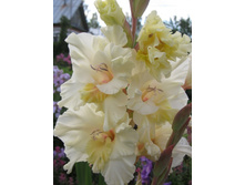 ������ ��������