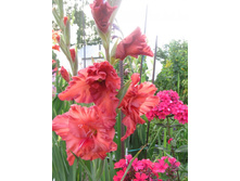 �����-�����