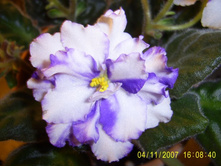 Arctic  Frost (����. ����-25)