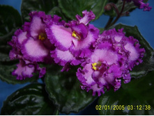 Lyons Pirates Treasure-����-25