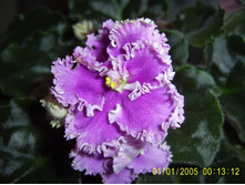 Rosie Ruffles-���������� ����