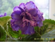 Blue Dragon-������� ������