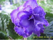 Blue Dragon-������� ������-����-25