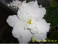 Rhapsody in White-����.����-25