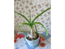 ��������� ���