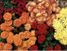 4824488_Hardy_Mums.jpg