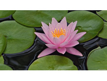 1275062066_hybrid-water-lily-louisville-kentucky.jpg