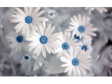 summer_flowers.jpg