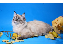 IMG_3643 - �����.JPG