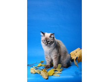 IMG_3629 - �����.JPG