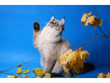 IMG_3639 - �����.JPG