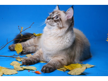 IMG_3647 - �����.JPG