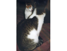 ���������