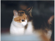 ���������..))