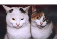 ������ � ������