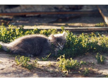 ������ � �������