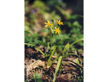 �� ����� ��� ���