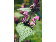 ���� �����������