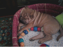 ���� ������� �������