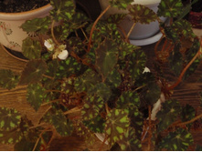 ������� ������