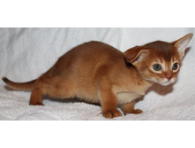 ����������� 964.jpg