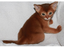 ����������� 997.jpg