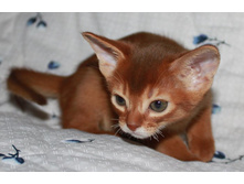 ����������� 1147.jpg