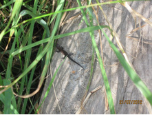 �������� 2012� 039.jpg