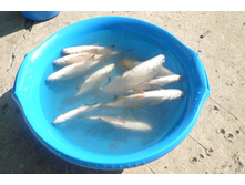 ������� ���������