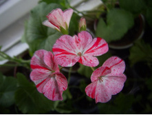 ���������� �����