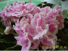 ������� ������� ����-25