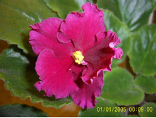 Ness Red Velvet ����-25