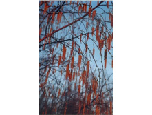 ����� �� ��������