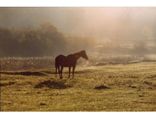 ���� ��������