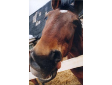 ���� �������