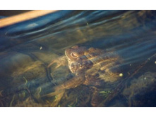 ���������..))