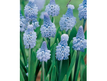 muscari_azureum___8�..jpeg