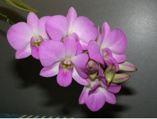 ������� 10.12.12