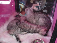 ������ ���������