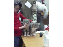 ������� �����)