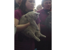 ���������� �������)